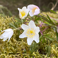 Per Gudmund Aspebakken